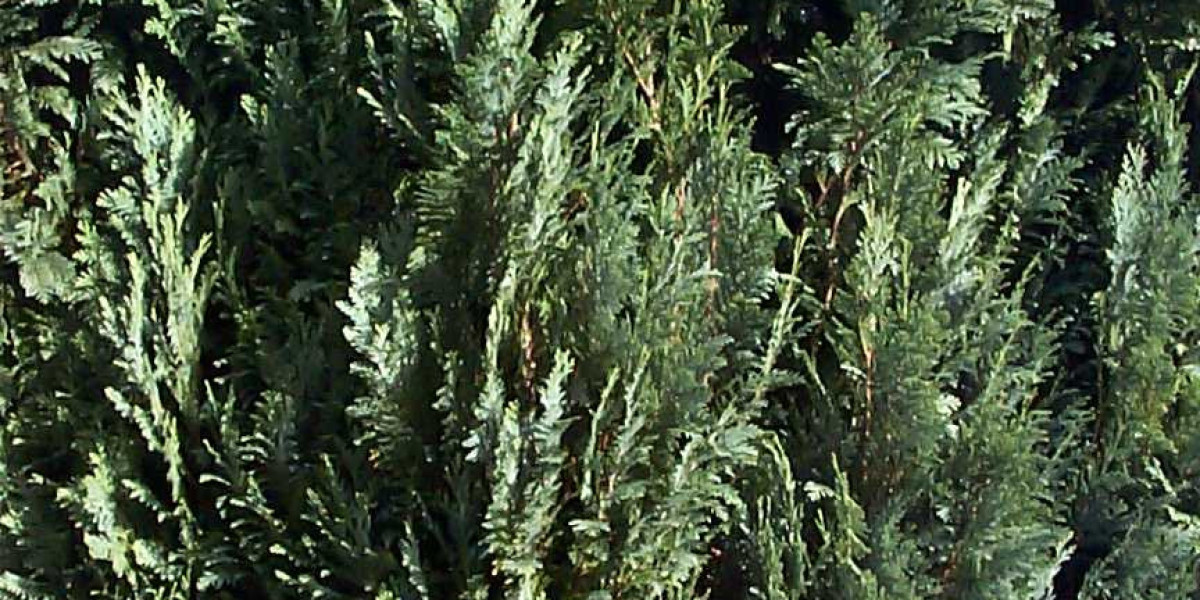 Top Online Casino Games for 2025: Play & Win Real Money