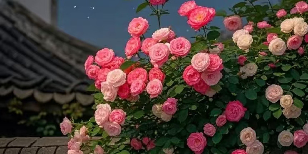 5 Thoughts with Delight of Detroit: What we found out more than the Lions