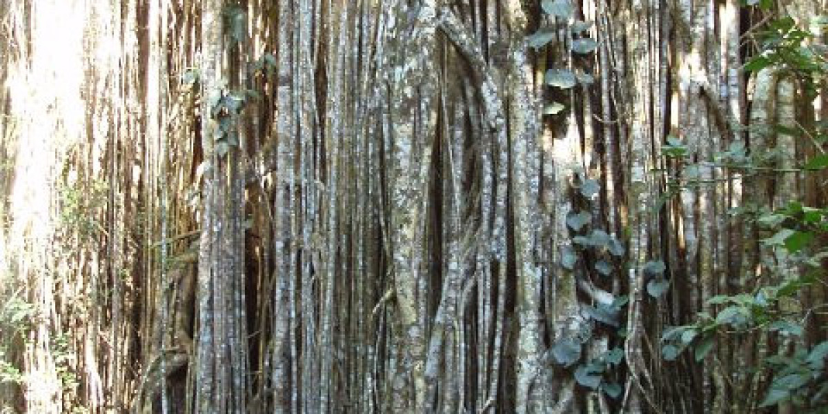 Skycrown App Mobile Casino for Android & iOS Players