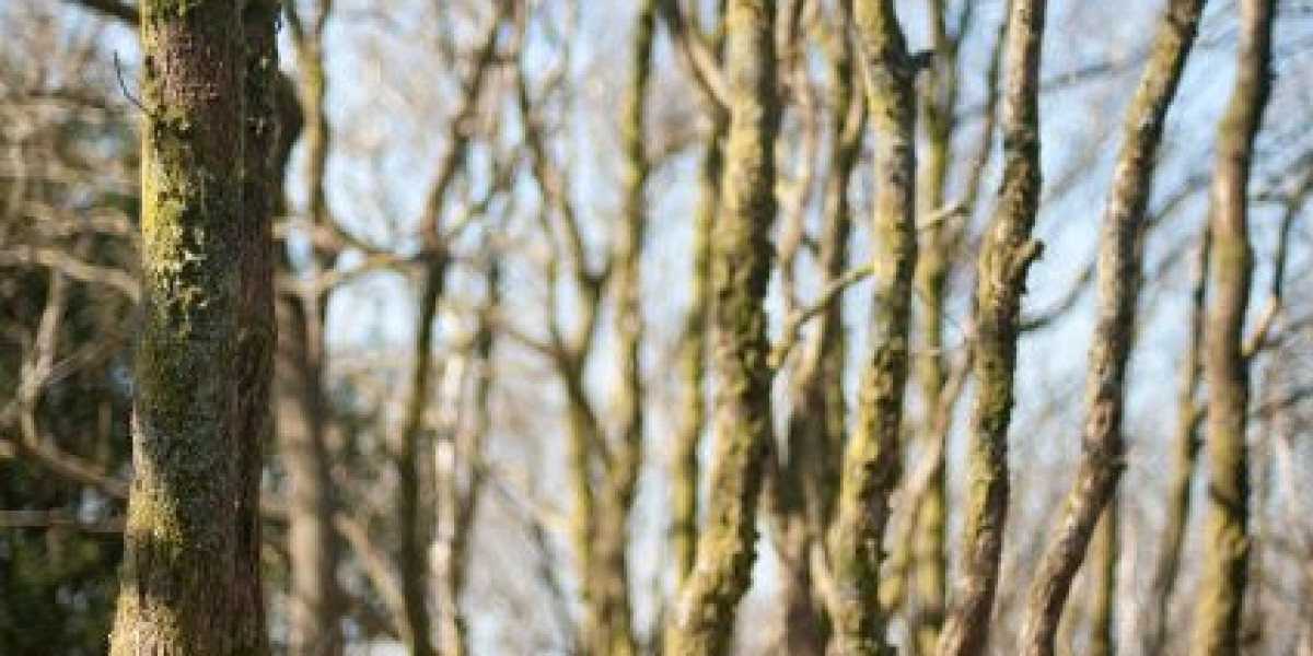 Instant Pokies & Fast Payouts