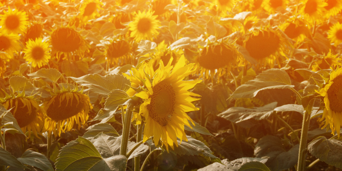 Elevating Travel: The Rise of Private Jet Rentals Near You